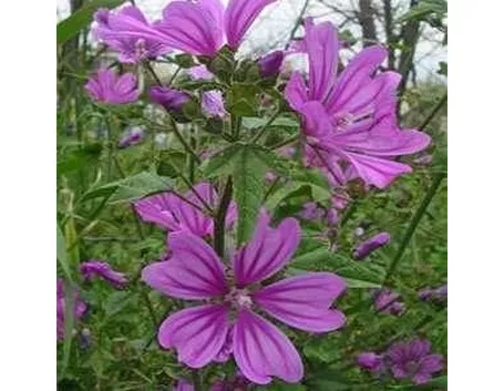 fiore di malva
