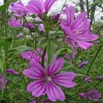 fiore di malva