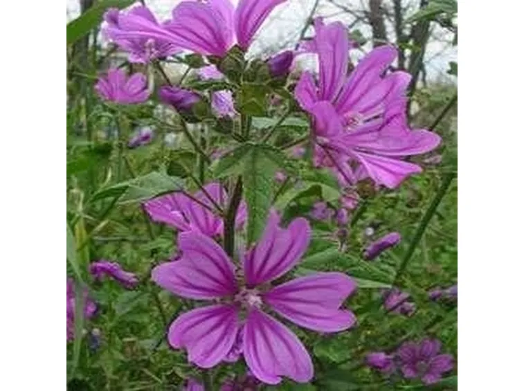 fiore di malva