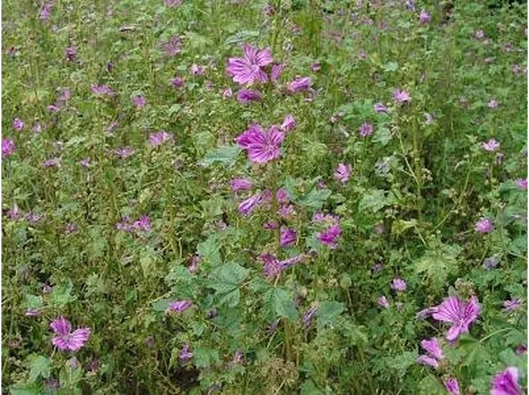 malva spontanea