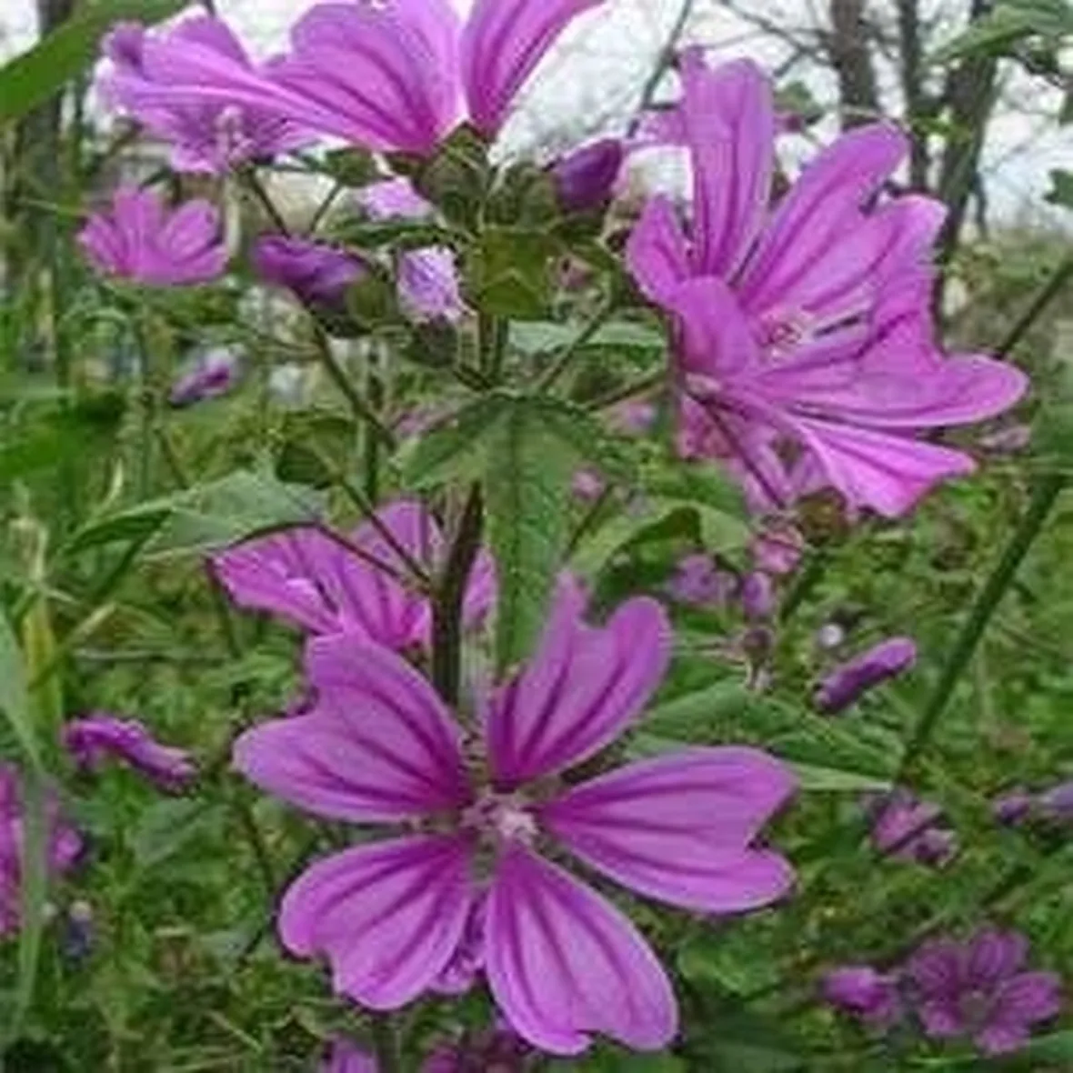 fiore di malva