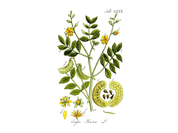 Cassia senna (Cassia angustifolia)