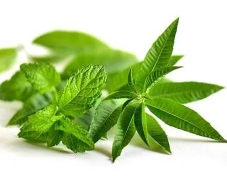 menta