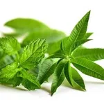 menta