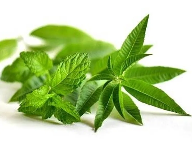 menta