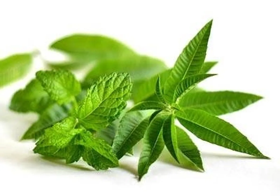 menta