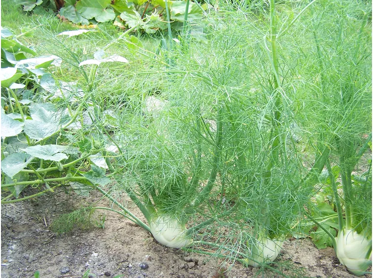 Piante di finocchio
