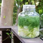 Tisane al finocchio