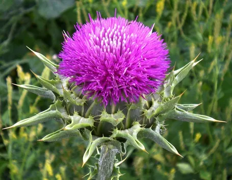Cardo mariano (Sylibum marianum)