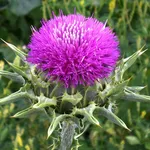 Cardo mariano (Sylibum marianum)