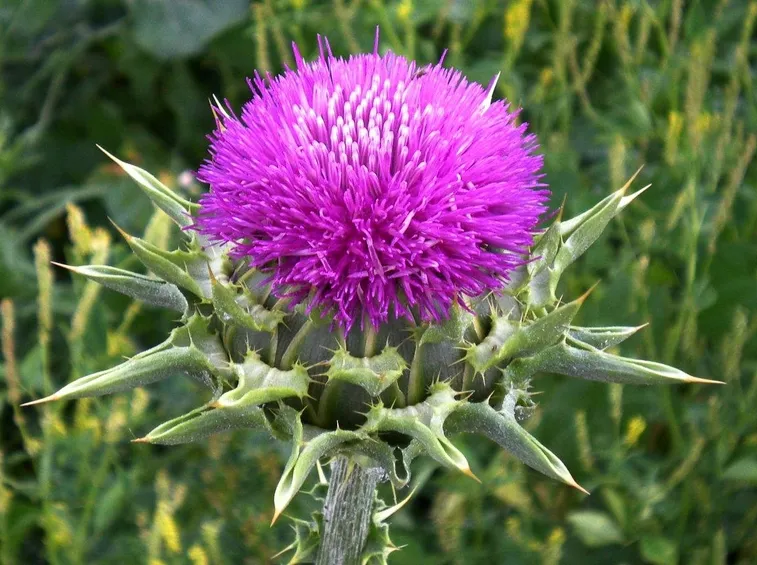 Cardo mariano (Sylibum marianum)