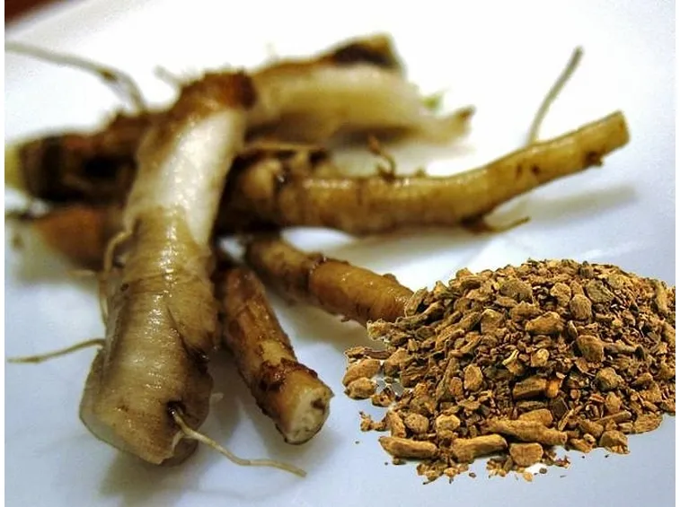 Radice di tarassaco (Taraxacum officinale)