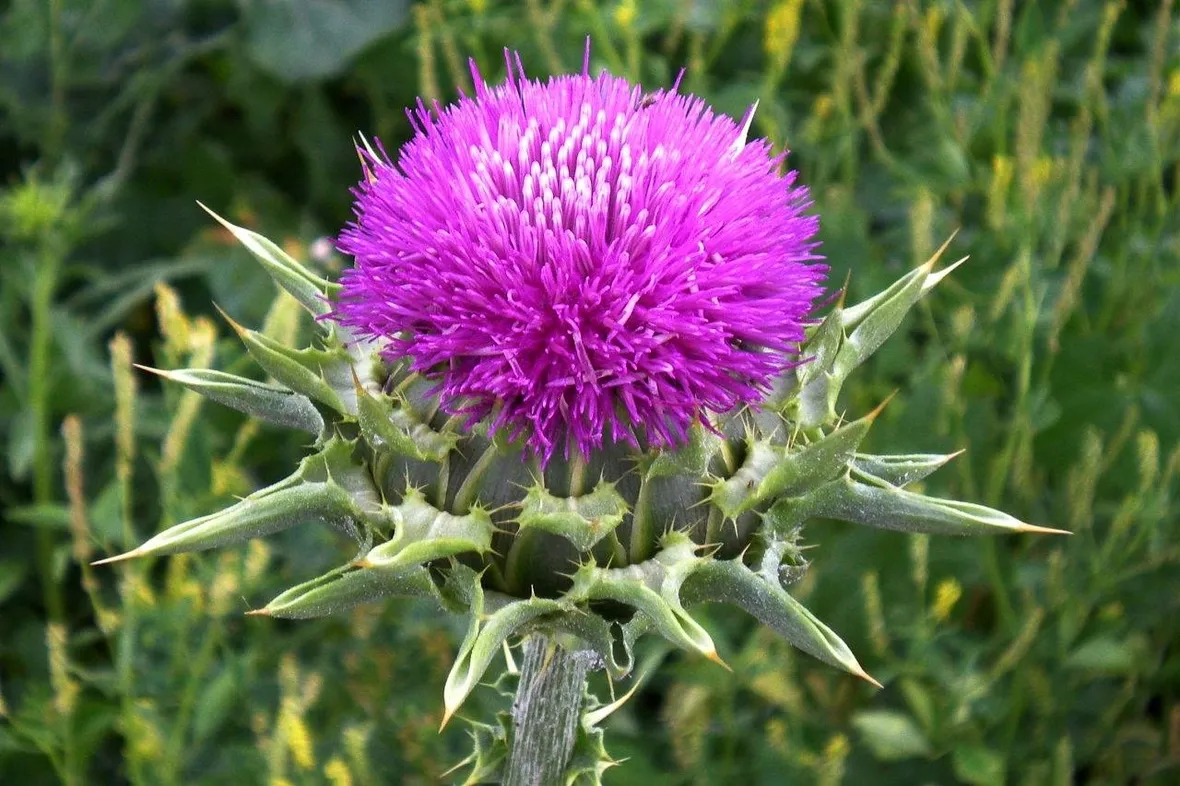 Cardo mariano (Sylibum marianum)