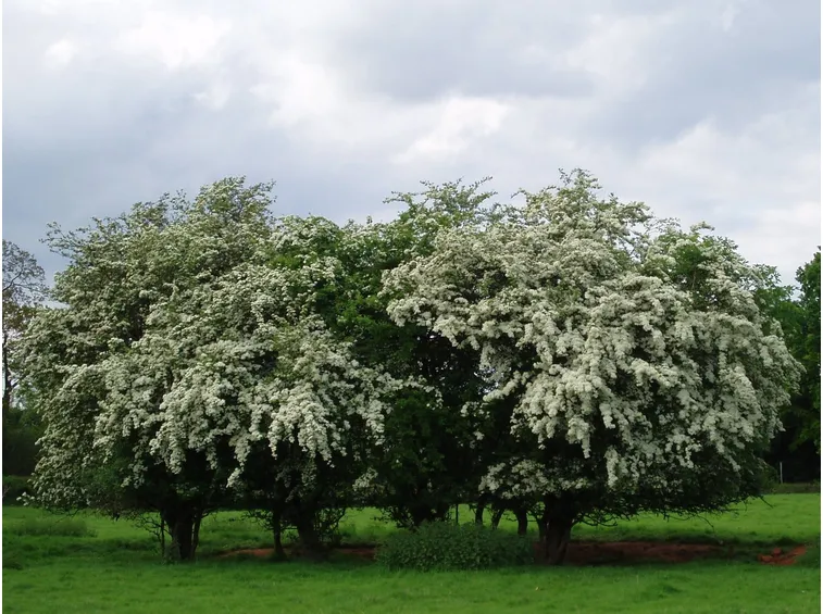La foto rappresenta un albero di Biancospino.