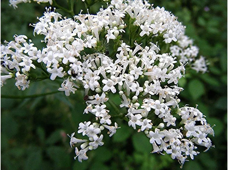 Infiorescenza della valeriana