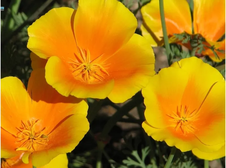 Fiori di escolzia, il papavero californiano
