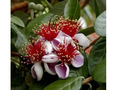 Feijoa in fiore