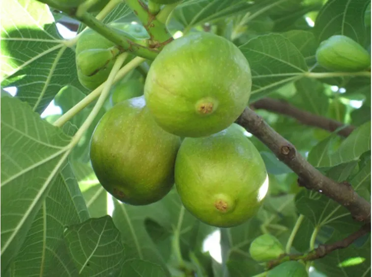 ficus verdino