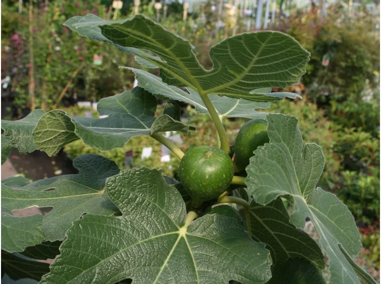 ficus carica