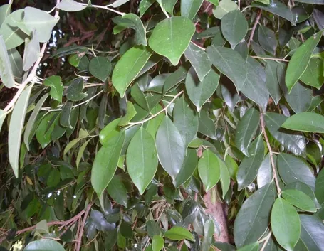 Ficus