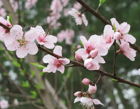 fiori di piante