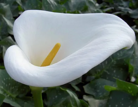 Un esemplare di calla