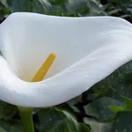 Un esemplare di calla