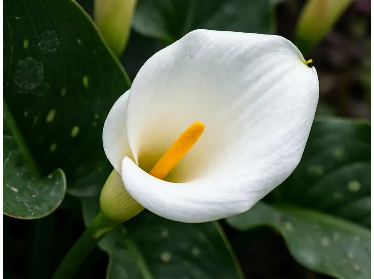 Un esemplare di calla