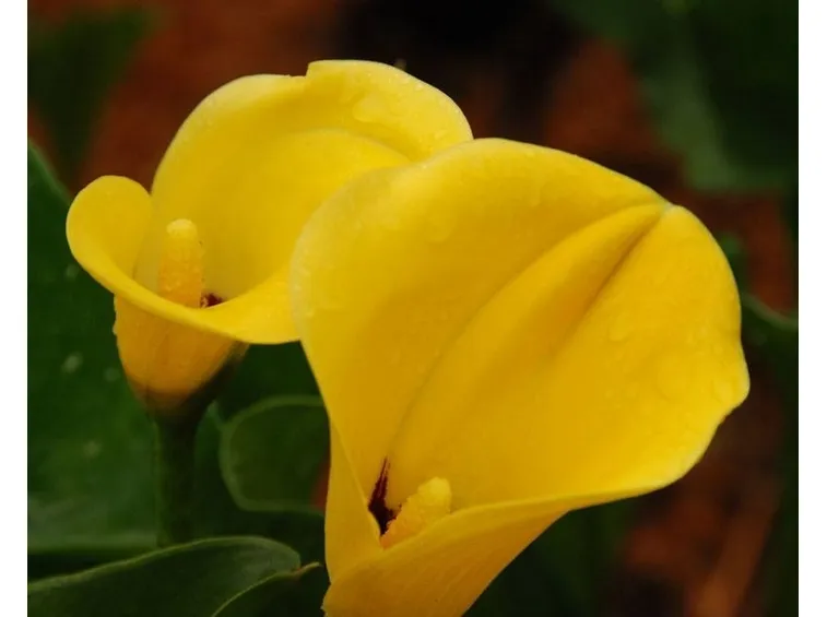 Un esemplare di calla di colore giallo