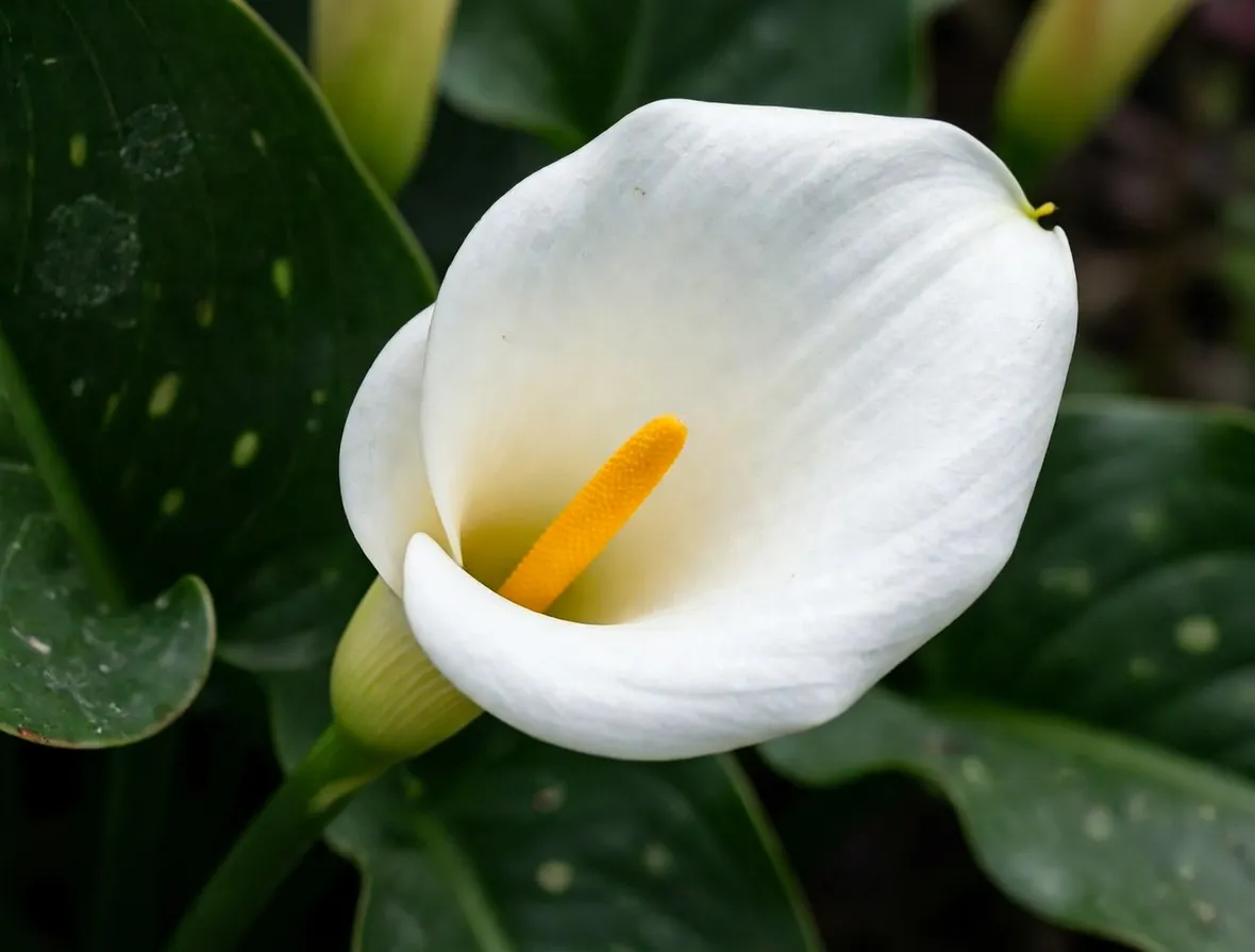 Un esemplare di calla