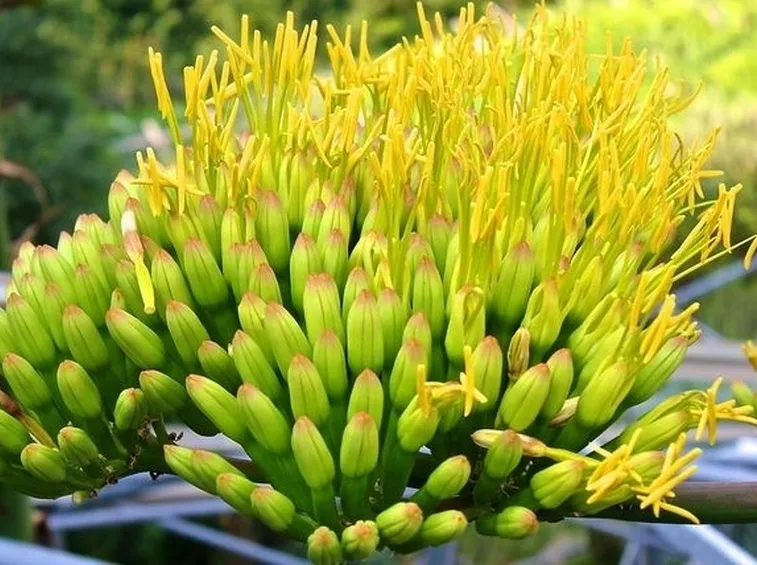 La particolare infiorescenza dell'agave