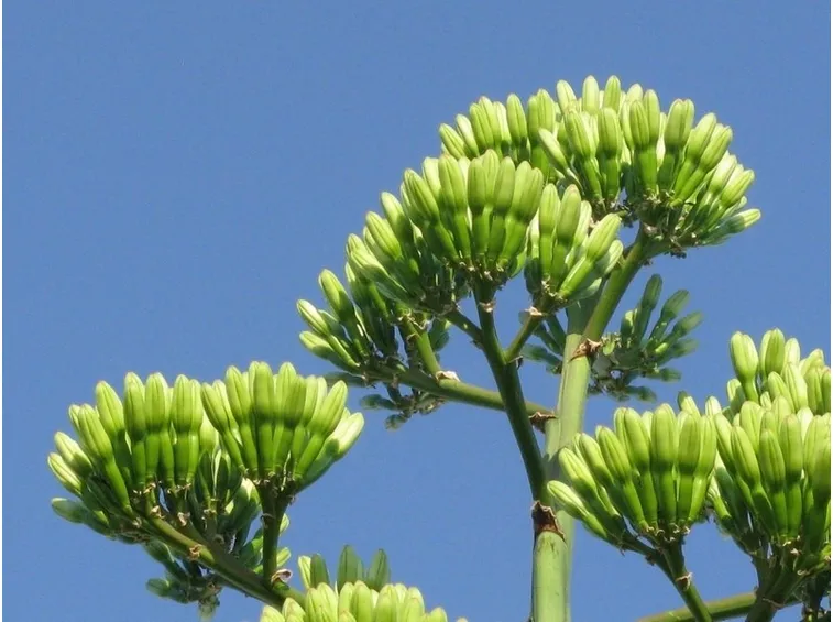 Fiori di agave non ancora sbocciati del tutto