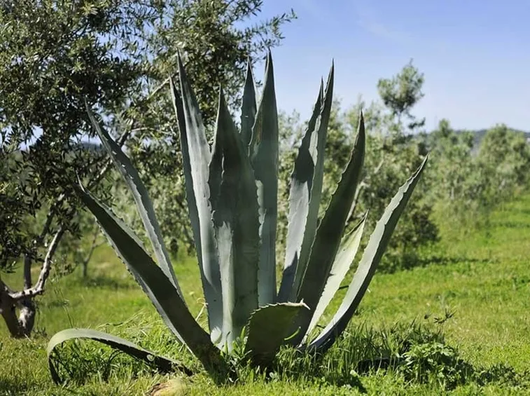 Un giovane esemplare di agave
