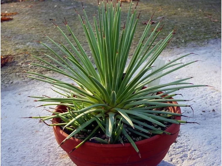 Un esemplare di agave coltivato in vaso