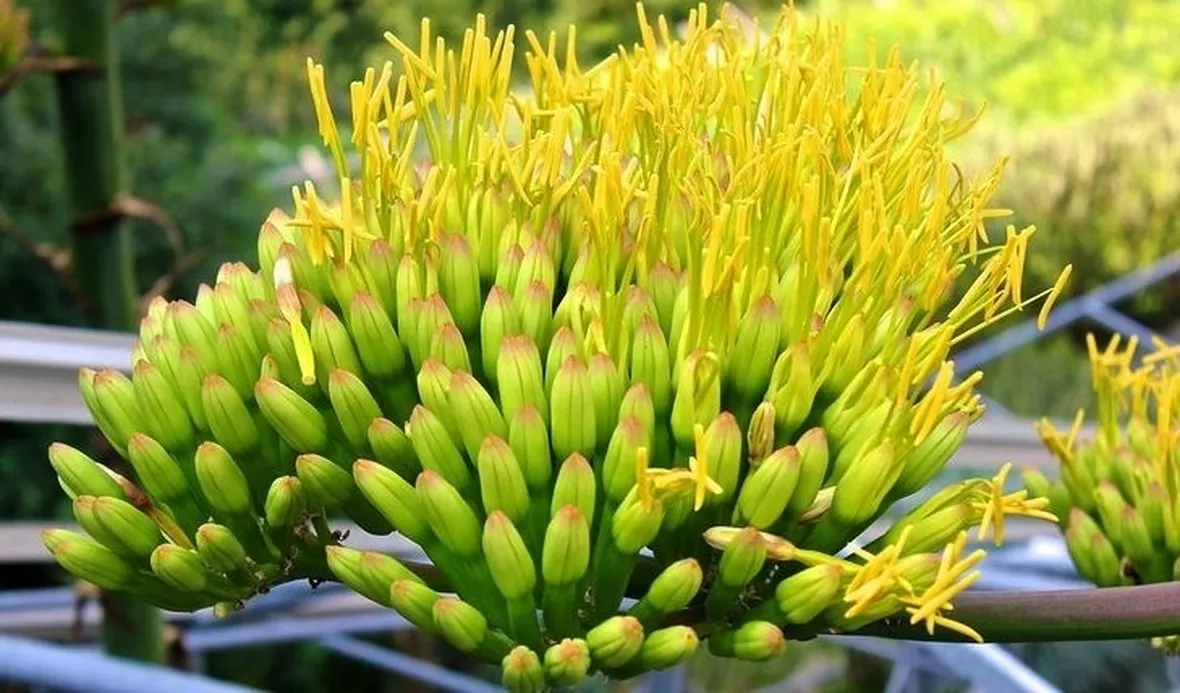 La particolare infiorescenza dell'agave