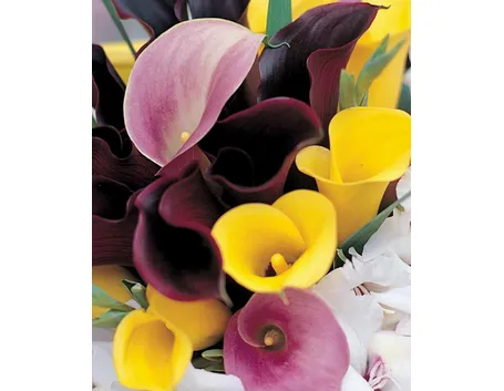 mazzo di calla colorate
