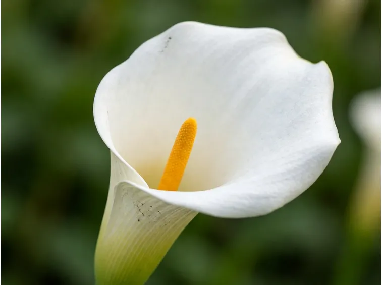 calla bianca