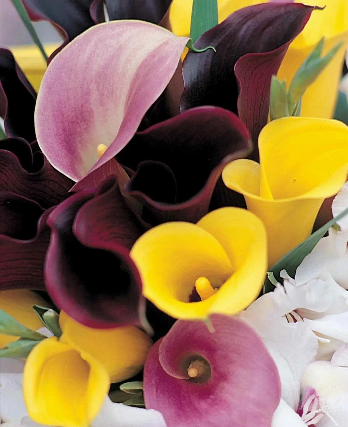mazzo di calla colorate