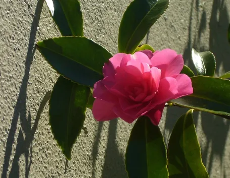 Fiori camelia