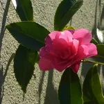 Fiori camelia