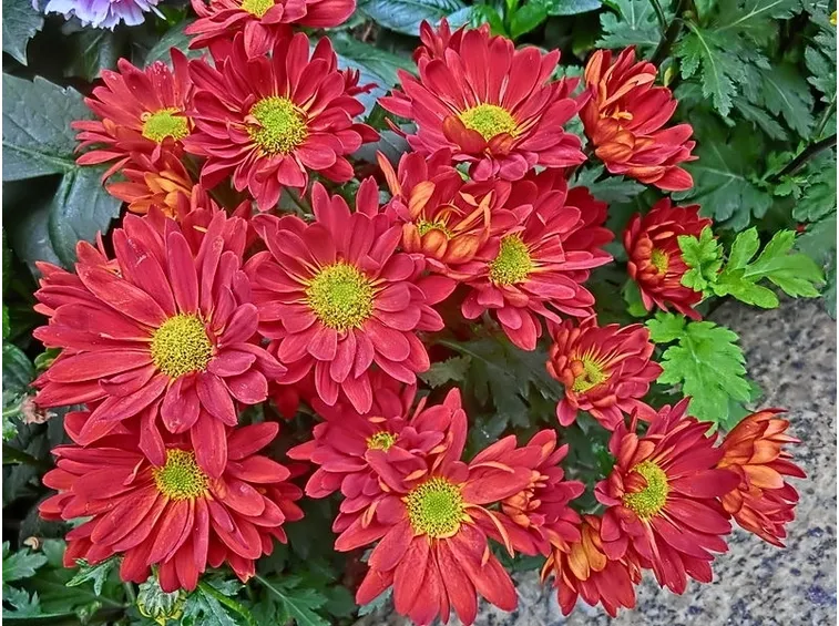 Giardino orientale crisantemo rosso