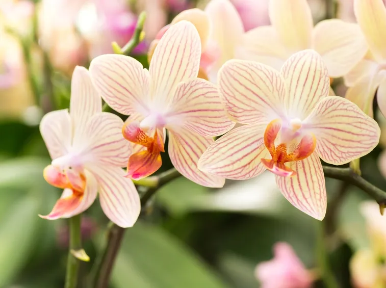 Fiori orientali orchidea