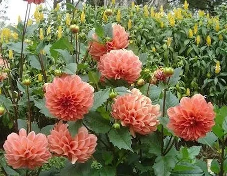 fiori dalia