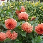 fiori dalia