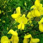 Ginestra