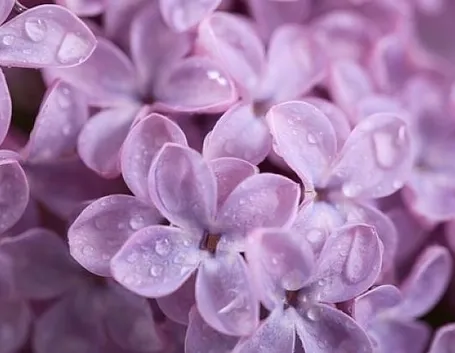 I fiori di lilla