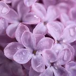 I fiori di lilla