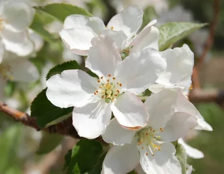fiori melo