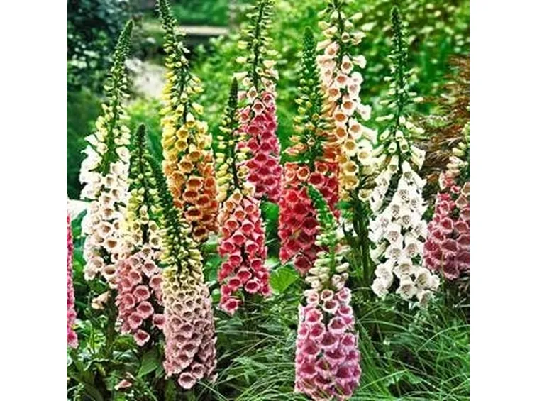 pianta e fiori