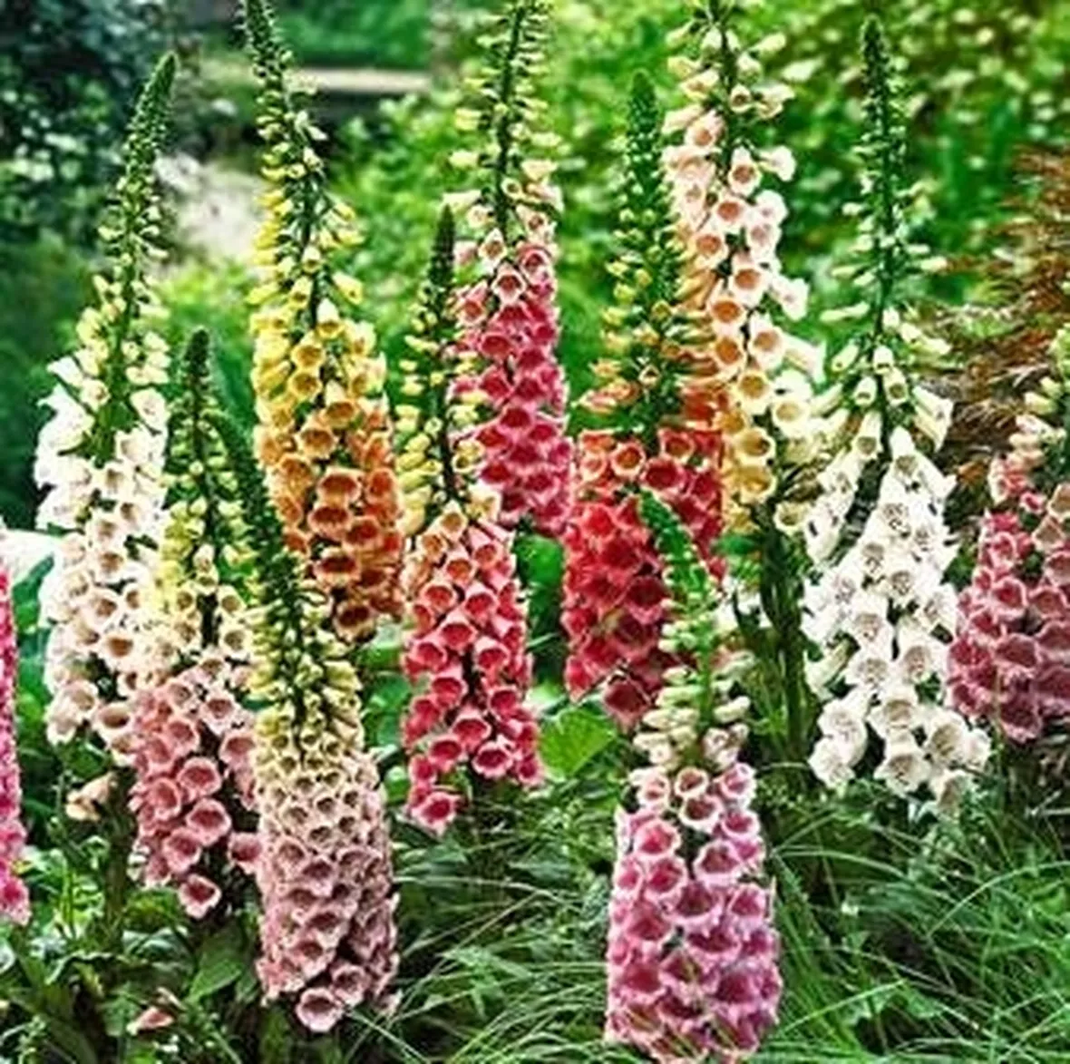 pianta e fiori